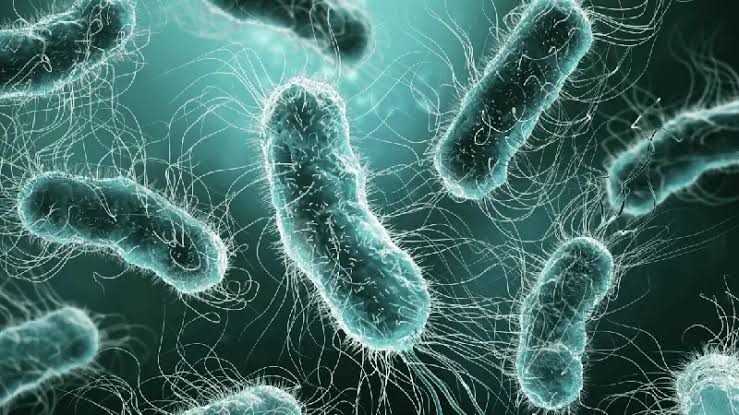 اندوتوکسین چیست 