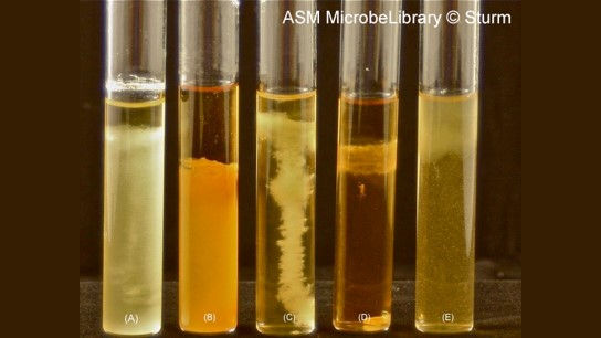 محیط کشت ftm مرک