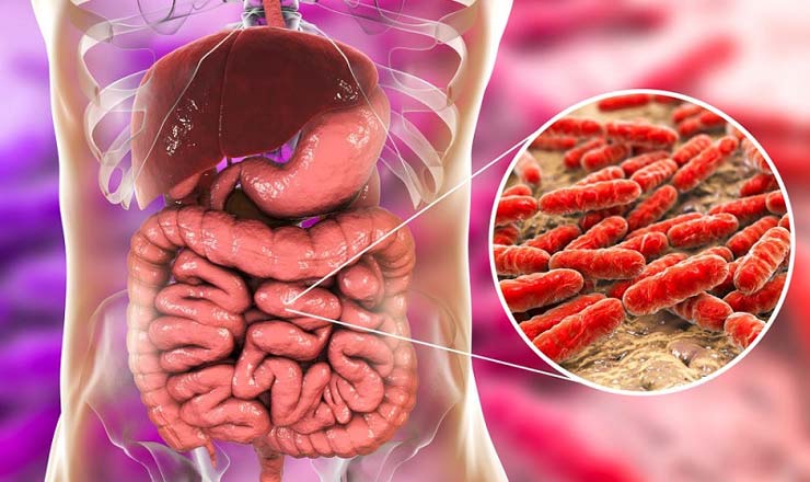 اندوتوکسین چیست 