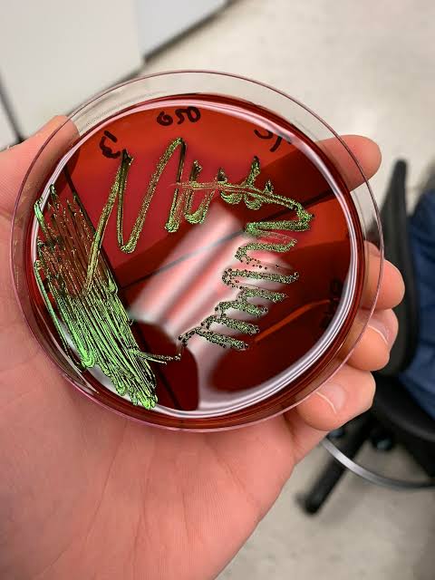 محیط کشت emb آگار مرک 