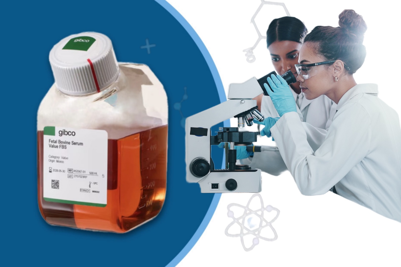 سرم جنین گاوی (FBS) چیست و چرا در کشت سلولی اهمیت دارد؟