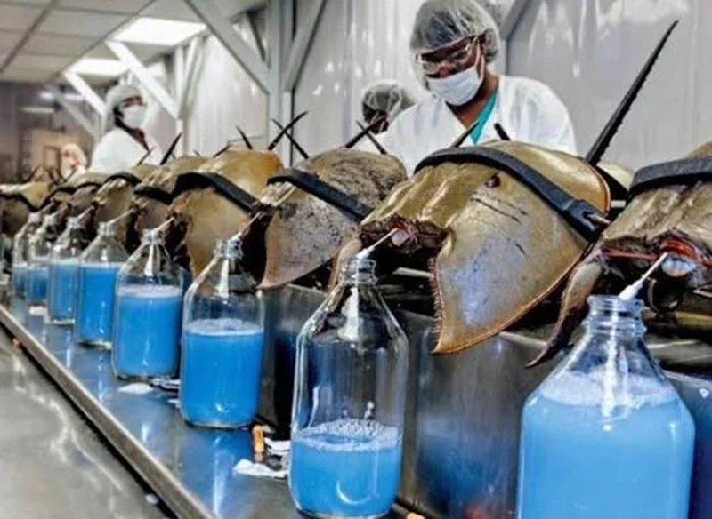 خون خرچنگ نعل اسبی چه رنگی است و چه کاربردی دارد ؟
