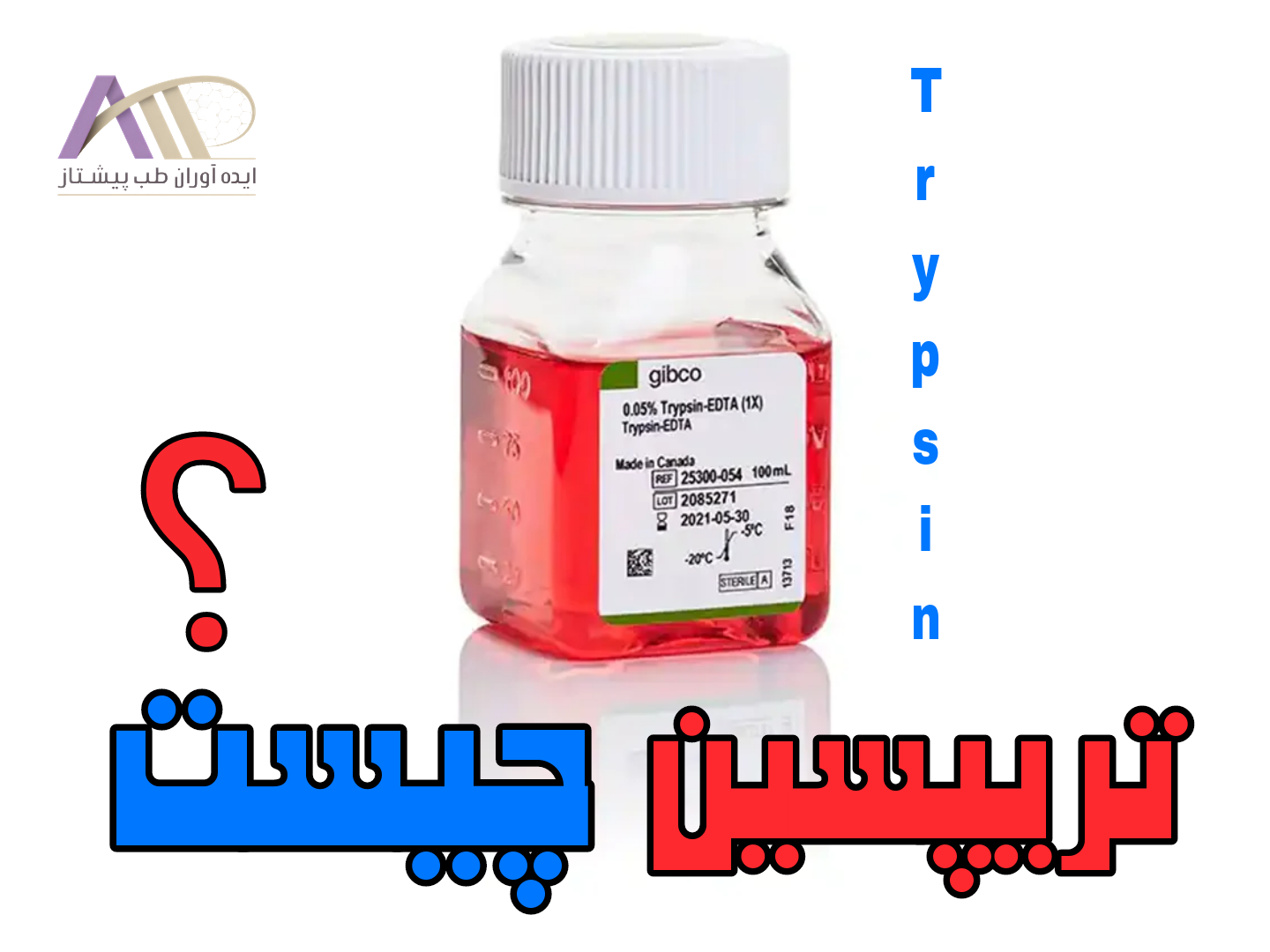 تریپسین چیست و چه کاربردی در کشت سلولی دارد؟ تفاوت تریپسین با تریپسین-EDTA